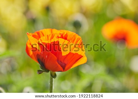 Macro photo nature flowers blooming poppies. Background texture of red poppies flowers. An image of a field of red poppies.