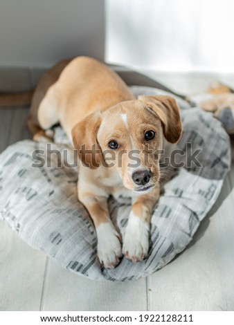 Beautiful Brownish Labrador Puppy in his Kennel Royalty-Free Stock Photo #1922128211