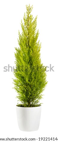 Beautiful chartreuse-coloured foliage of an evergreen Cupressus wilma goldcrest cypress in a flowerpot, side view isolated on white Royalty-Free Stock Photo #1922141468