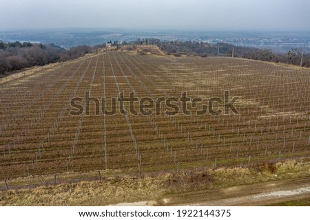 Empty vineyards from drone view