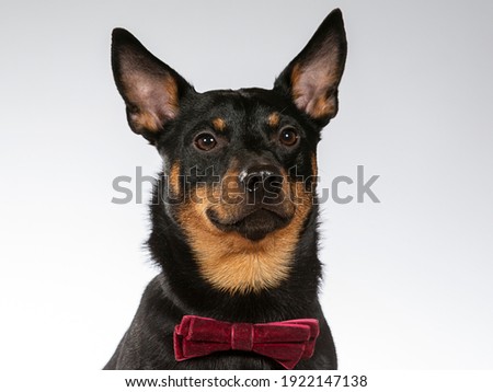 Lancashire heeler dog with red bow in a studio. Image taken with white background. Cute dog with costumes, funny dog picture