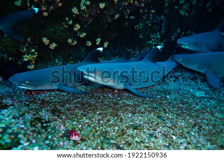 Group of small baby white tips sharks keep together on the sea floor