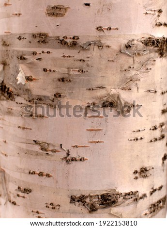 Highly detailed closeup of the peeling and curling bark on a white birch tree trunk. Texture.