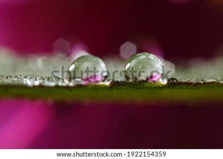 Beautiful drops of morning dew on the leaves with defocused flower background. high quality Water drops picture taken by Macro lens.