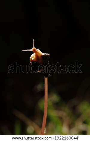 Big snail in shell crawling and gliding on branch in garden. Nature photography. Macro close-up blurred background.
