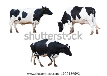 set of cow isolated on white background with clipping path. Royalty-Free Stock Photo #1922169593