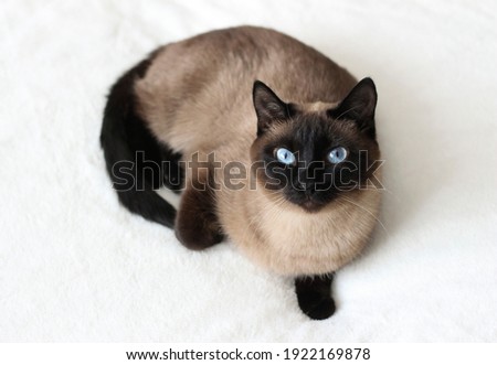 Thai Siamese point cat, with blue eyes, lying on the couch. Royalty-Free Stock Photo #1922169878