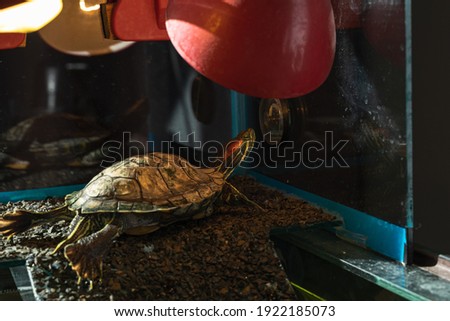 The red-eared pond slider sits under the heat lamp. Turtle at home.  Royalty-Free Stock Photo #1922185073
