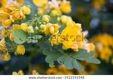 Small yellow flowers senna polyphylla desert cassia. close-up on a blurred background. Exotic plants of Egypt.