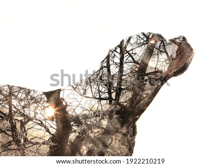 Abstract dog silhouette with nature inside.