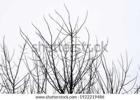 Silhouette dead tree without leaves isolated on white background. Halloween day abstract background. Disgusting and disordered tree branches. Death, lament, sad, grief, hopeless, and despair concept