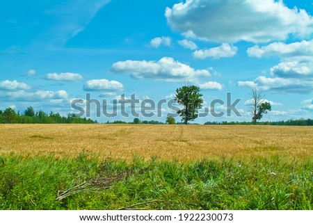 wheat field on the background of a blue sky with clouds