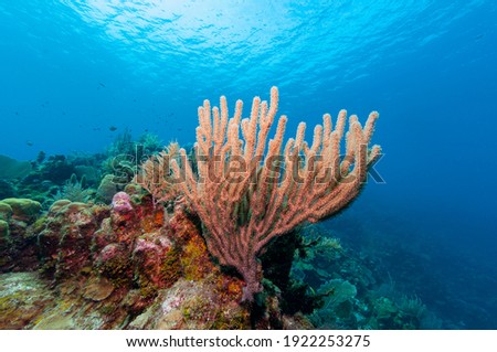 Gorgonian sea rod coral (Eunicea calyculata) Roatan, Honduras Royalty-Free Stock Photo #1922253275