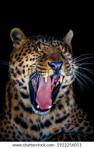 Close up beautiful angry big leopard isolated on black background