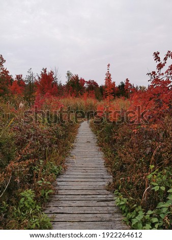 beautiful fall nature walk through a trail in alexandria