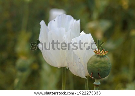 White poppy flower in the field