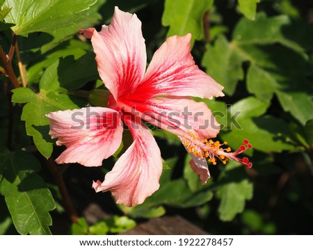 Pink Hibiscus flowers on green background.