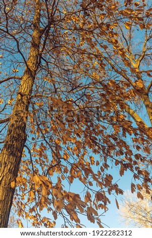 Orange leaves and blue sky