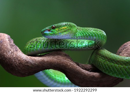 Green albolaris snake side view, animal closeup, green viper snake closeup head Royalty-Free Stock Photo #1922292299