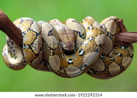 Pythonidae snake sleeping on branch, Pythonidae snake closeup