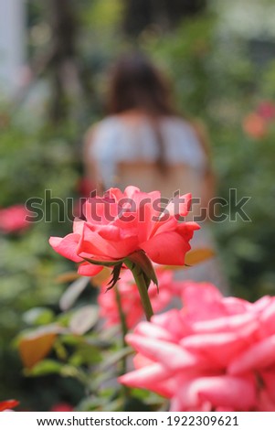 A beautiful rose with a young woman as a background picture.