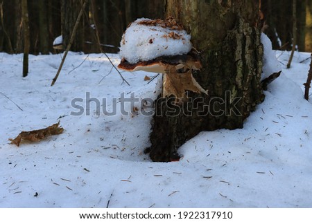 Mushroom on a tree trunk covered with snow.