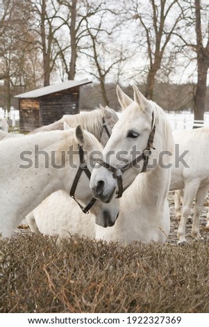 White Kladruber horses in the pasture in winter 