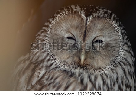 Close-up portrait of Ural Owl in Tallinn Zoo