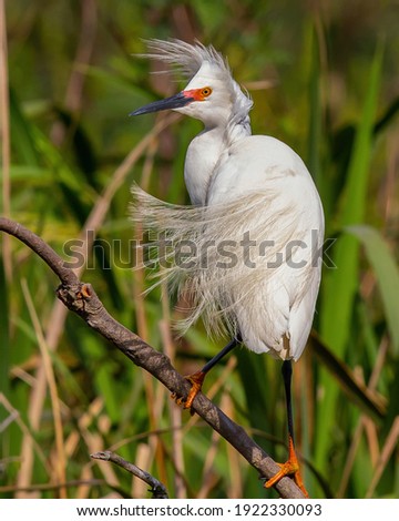 Snowy Egret perches at Rookery