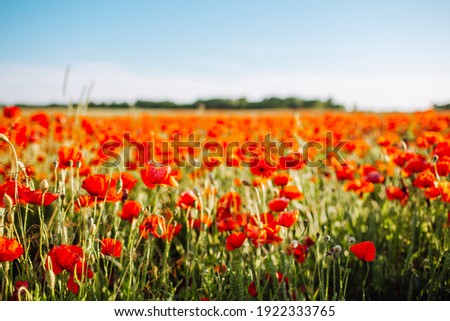 Field of bright red corn poppy flowers in summer. Selective focus.