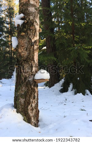 Tree mushroom on birch trunk in winter forest.