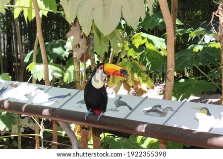 
black and white toucan surrounded by vegetation