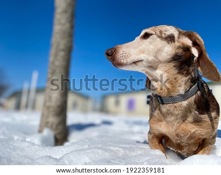 senior dachshund in deep snow, dogs in winter Royalty-Free Stock Photo #1922359181