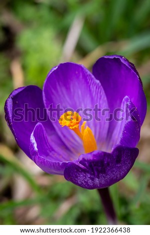 A high angle view of a crocus flower in the late winter sunshine