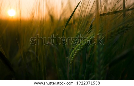 A closeup of a farm grain crop as it grows in a field during a beautiful sunrise in a rural countryside setting. Soon it will be harvest season and the farmers will collect the seasons wheat crops. Royalty-Free Stock Photo #1922371538
