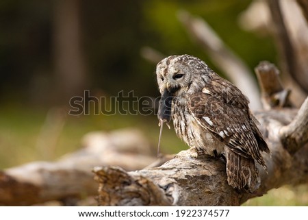 Tawny owl in the forest with mouse in the beak. Brown owl (Strix aluco) sitting on tree in the forest habitat with catch. Beautiful bird in the forest. Royalty-Free Stock Photo #1922374577