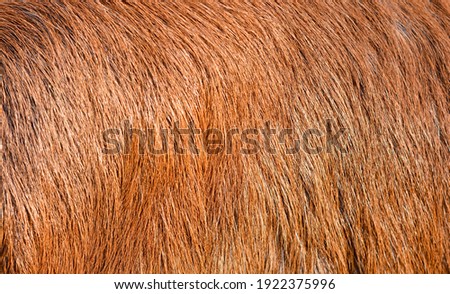Brown hairy texture or pattern of a fur 