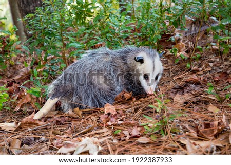 A juvinal opossum in the woods near Mobile Alabama. The opossum is a marsupial of the order didelphimorphia, endemic to America