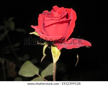 picture of Rose standing alone in a garden.