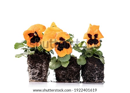 Yellow pansy with roots and soil on white background