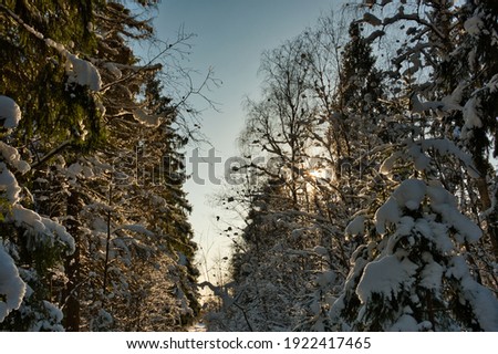 A fabulous winter mixed forest in golden sun backlight against a blue sky with wonderful snow-covered fir trees.