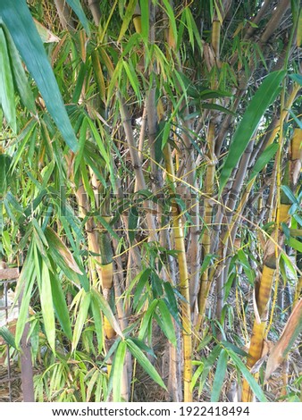 Picture of golden bamboo in the backyard in Katima Mulilo, Zambezi region, Namibia. 
