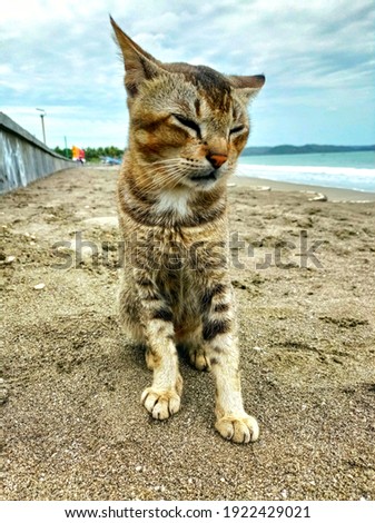 Pangandaran West Java: A cat sits on the shore of Pangandaran, West Java