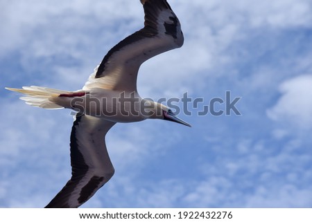 Seabird Masked, Blue-faced Booby (Sula dactylatra) flying over the ocean on the blue sky background. Seabird is hunting for flying fish jumping out of the water.
