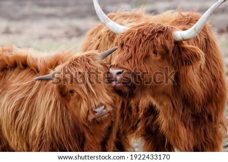Scottish highlander or Highland cow cattle (Bos taurus taurus) mother showing affection to her calf in Deelerwoud in the Netherlands.  Royalty-Free Stock Photo #1922433170
