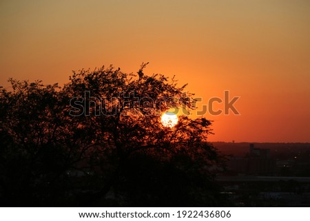 Sun setting in Kansas City behind Tree