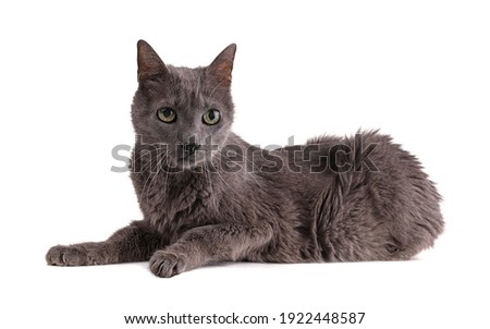 Vintage grey cat 19 years old on white background