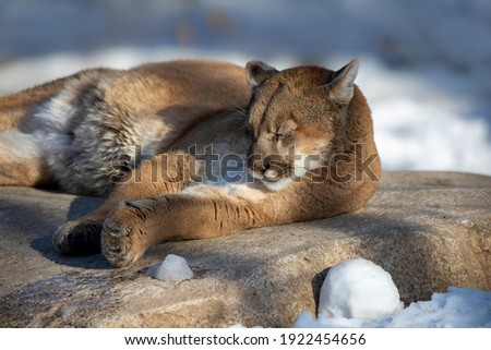 The cougar (Puma concolor),native American animal known as catamount, mountain lion, painter, panther and puma. Scene from ZOO.