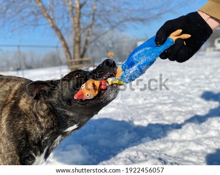 The human and Dutch shepherd dog play tug with a squeaky toy chicken outside casting shadow of the fun activity on the bright white snowy yard at the canine enrichment boarding and training center  Royalty-Free Stock Photo #1922456057