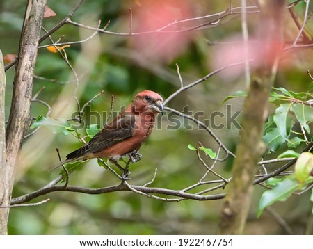 Adult male Crossbill (Isuka) with unique beak is relaxing leisurely